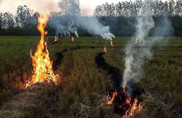 مزارع در شعله باورهای غلط می سوزد/ دود آتش در کشت زارها