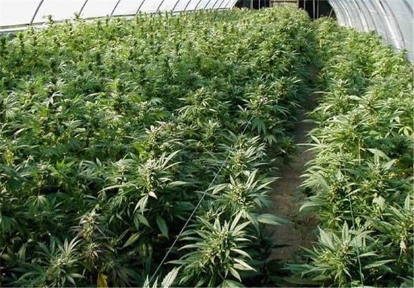 کشف مزرعه «ماریجوانا» در پیشوا/۲۰۰ بوته کامل امحا شد
