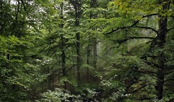 Ecosystem management best way to protect forests: expert
