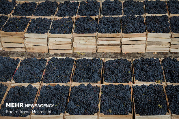 Harvesting black grapes in Kordestan province