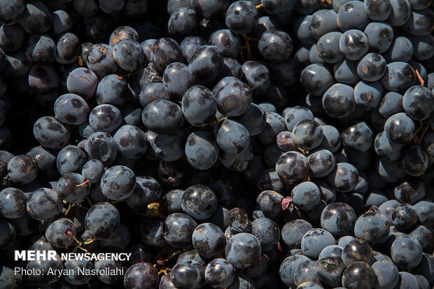 Harvesting black grapes in Kordestan province