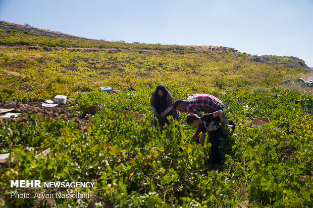 Harvesting black grapes in Kordestan province