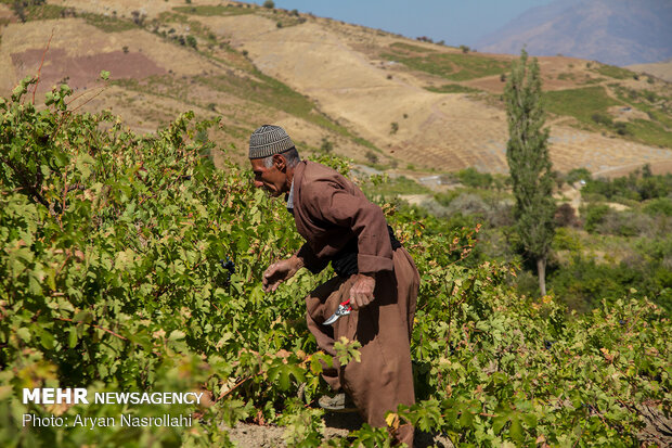 Harvesting black grapes in Kordestan province