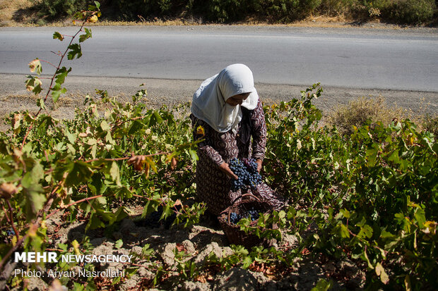 Harvesting black grapes in Kordestan province