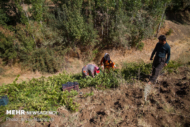 Harvesting black grapes in Kordestan province