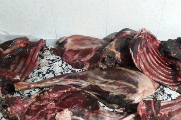 کشف لاشه قوچ وحشی در منطقه خنار آرادان/ ۲ نفر دستگیر شدند