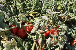 برداشت گوجه خارج از فصل در فنوج آغاز شد