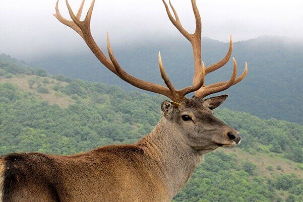 «گاوبانگی»ملودرام عاشقانه جنگل های هیرکانی/مرال امانت آیندگان است