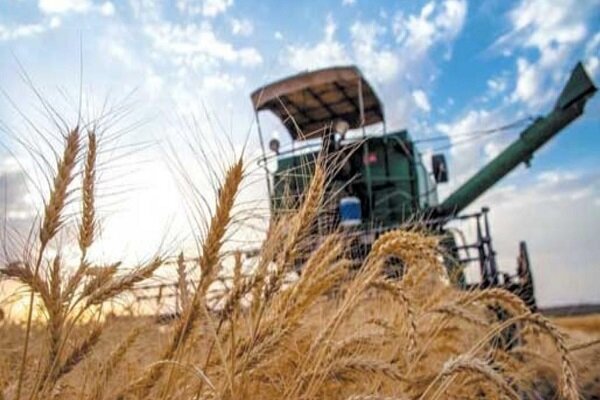 تولید ۱۳.۳ میلیون تن گندم/اعتبارات موردنیاز خودکفایی گندم حذف شد
