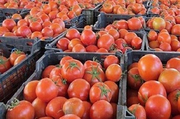 دلایل گرانی گوجه فرنگی و پیاز/ قیمت تا ۴۰ روز آینده متعادل می شود