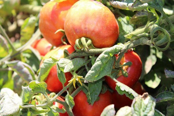 محدودیت های صادراتی بازار گوجه اصفهان را تنظیم می کند