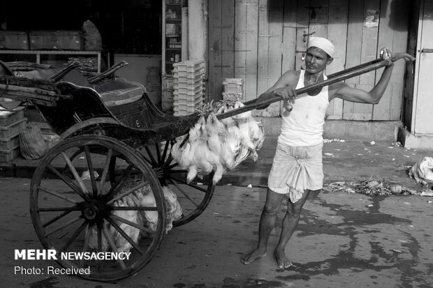 آخرین نسل درشکه های هندی