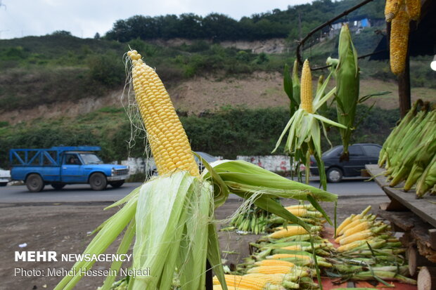 Maize selling in Heyran Pass