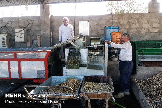 antep fıstığı hasadı