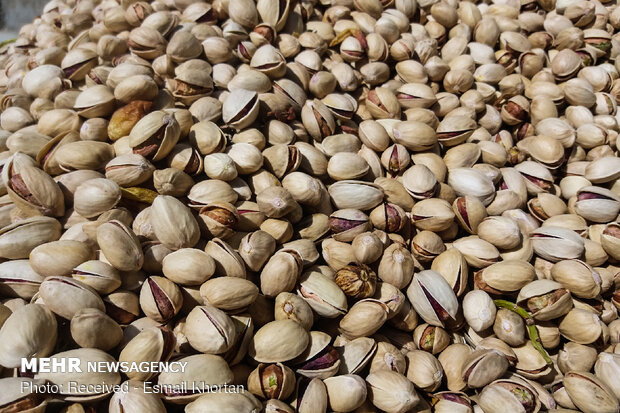 Harvesting, processing pistachios in Sirjan
