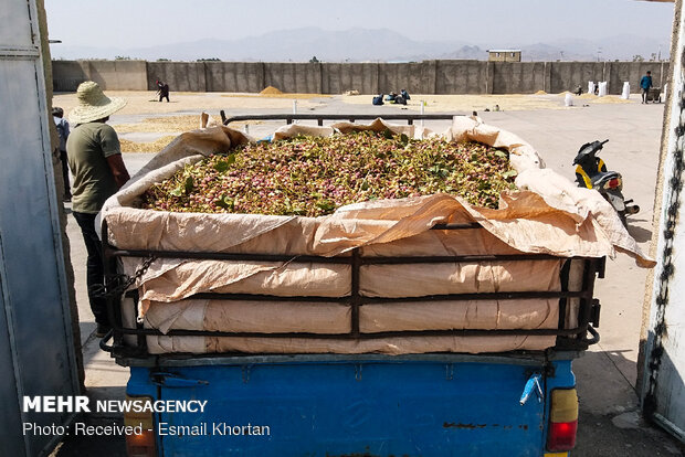 Harvesting, processing pistachios in Sirjan
