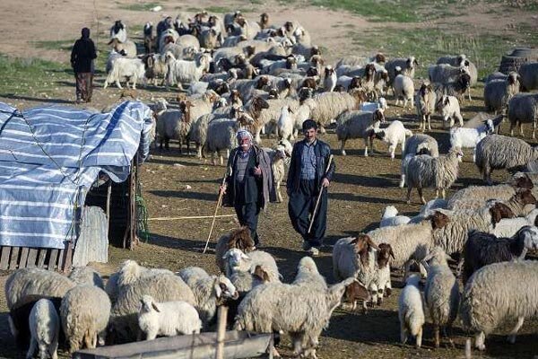 سالانه ۱۱ هزار و ۷۰۰ تن گوشت توسط عشایر استان تهران تولید می شود