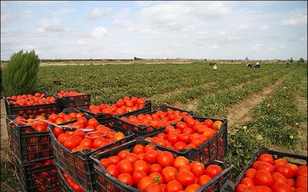 کشت گوجه‌فرنگی در ۸۰۰۰ هکتار از مزارع کرمانشاه - خبرگزاری مهر | اخبار ایران  و جهان | Mehr News Agency