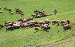 Have Iran’s rangelands been shrinking over past decades?