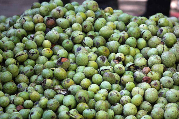 گردو؛ گنجی که رنجش به کشاورزان کرمانی میرسد