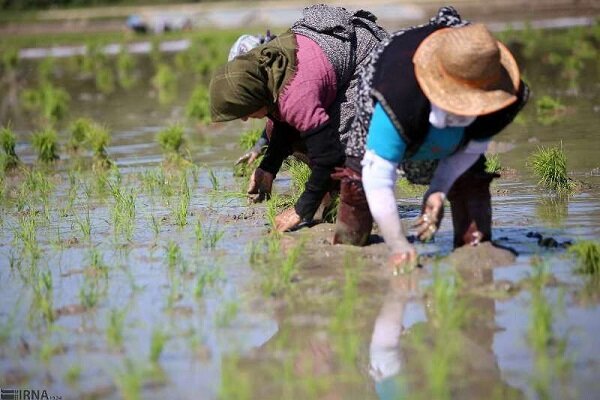 Iran attains self-sufficiency in rice production