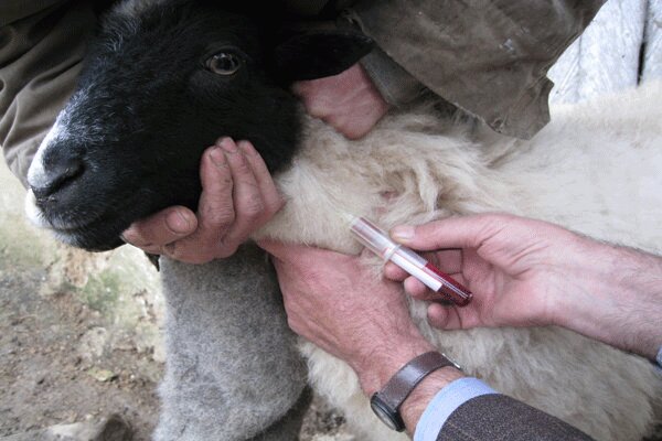 آغاز واکسیناسیون سراسری علیه «تب برفکی» در 17 استان