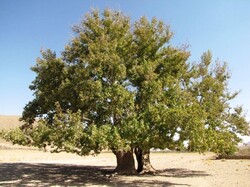 درخت کهنسال گیلان‌غرب به نام محلی «دارقیو» یک اثر طبیعی است