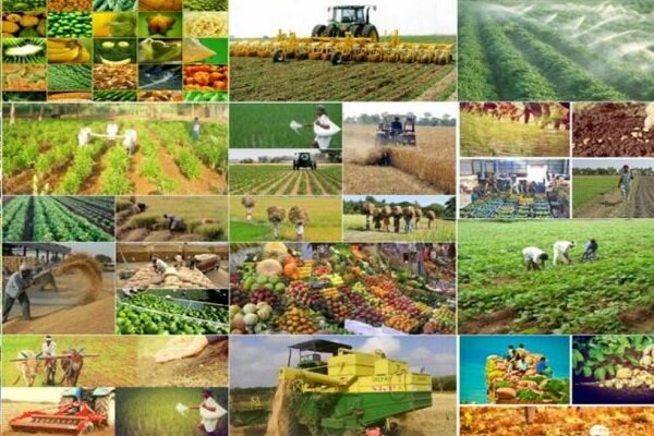 افزایش بی‌سابقه تولیدات کشاورزی/لزوم گسترش بازارهای صادراتی