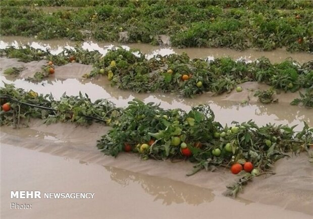 خسارت سیل به محصولات کشاورزان هشتبندی