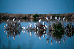 Mighan wetland hosts migratory birds once again