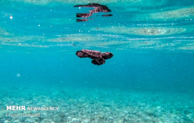 نوزادان لاک‌پشت‌های سبز دریایی در سواحل چابهار سر از تخم درآوردند