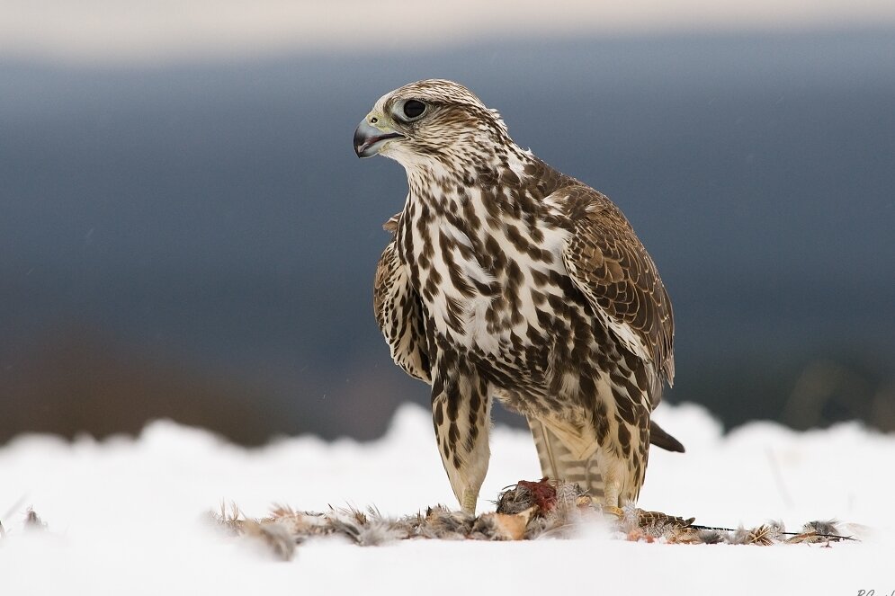 «بالابان» در خطر انقراض است/ لزوم مقابله با زندهگیری و قاچاق «بالابان» در خطر انقراض است/ لزوم مقابله با زندهگیری و قاچاق