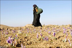 Expert delineates factors driving rural population decline in Iran