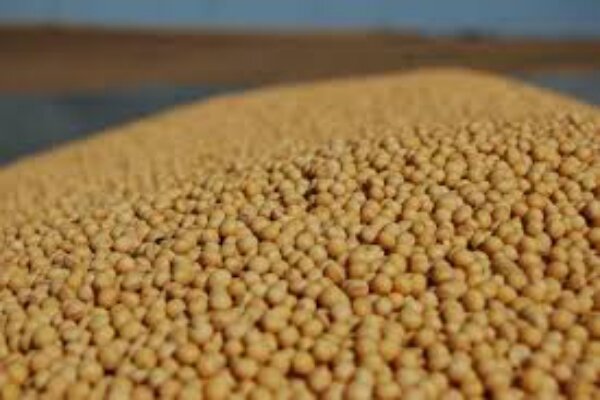  پیش بینی خرید ۶ هزار تن سویا از کشاورزان در مازندران