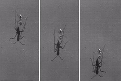 مورچه ای که از سریع ترین دونده جهان هم تندتر می دود