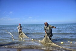 صید ۱۶۱۵ تن ماهیان استخوانی در مازندران