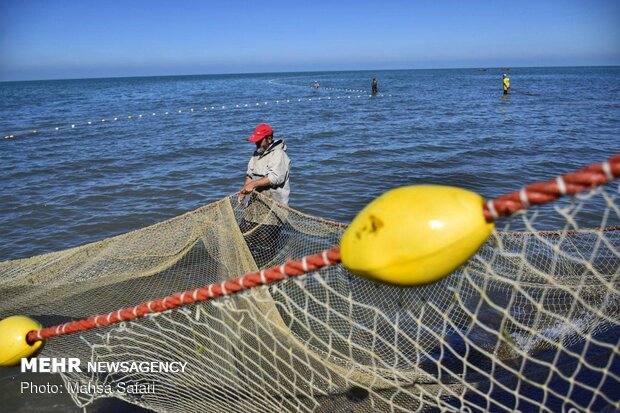 کاهش ۳۰ درصدی صید ماهیان استخوانی در دریای خزر