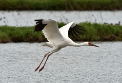 Last Siberian crane wings its way back to Iran