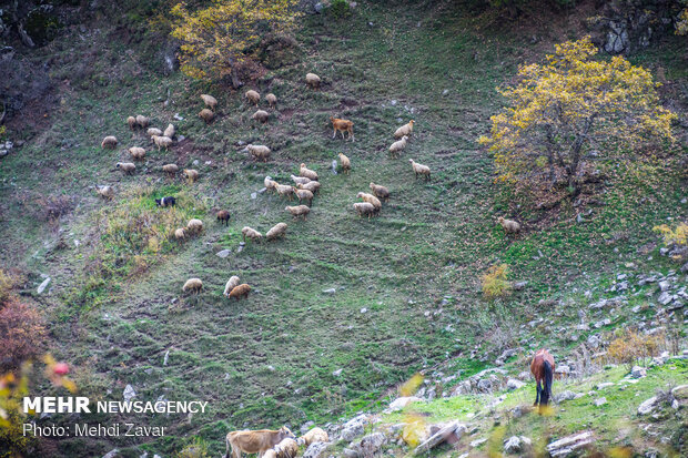 Superb autumn landscapes in Arasbaran biosphere 