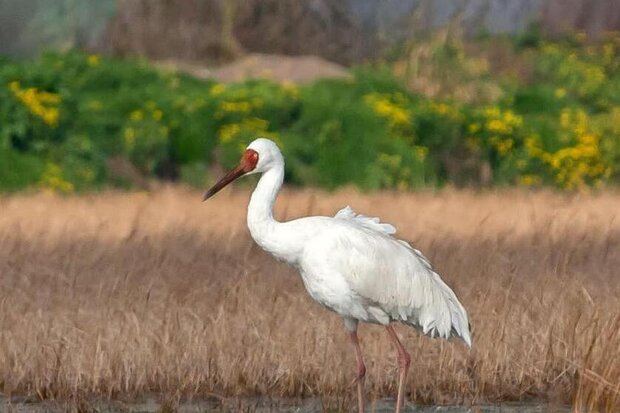 Last Sibrian crane ‘Omid’ returns to Iran for cold season