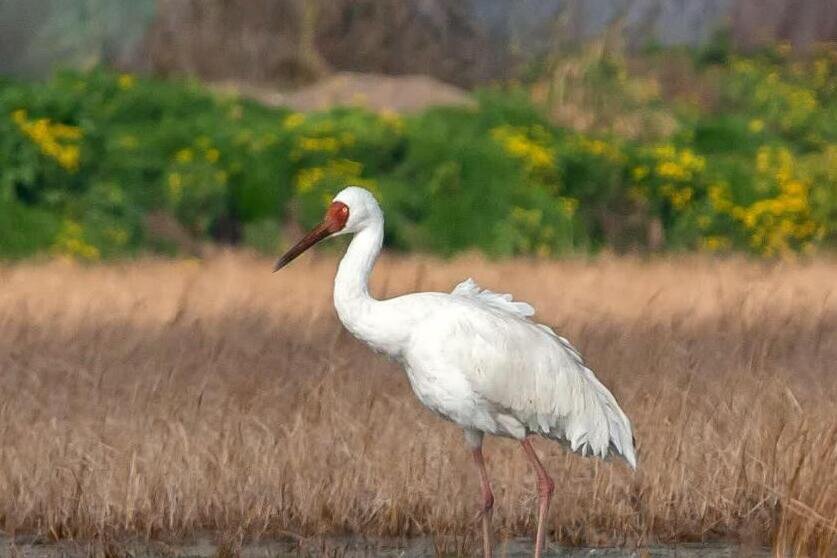 Last Sibrian crane ‘Omid’ returns to Iran for cold season - Mehr News ...