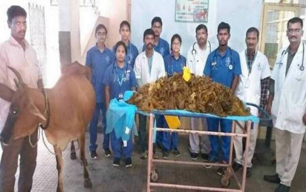 بھارتی ڈاکٹروں نے گائے کے پیٹ سے 52 کلو پلاسٹک نکال لی بھارتی ڈاکٹروں نے گائے کے پیٹ سے 52 کلو پلاسٹک نکال لی
