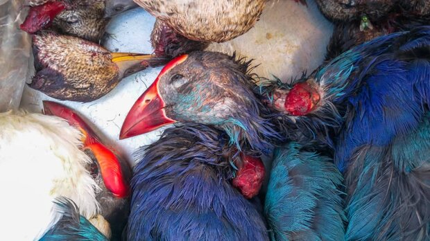 عدم توقف نسل‌کشی پرندگان در جنوب/ برخورد با تخلفات صید نمادین است