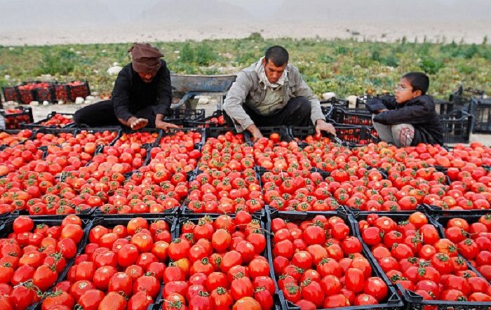 آمادگی میادین میوه و تره بار برای عرضه مستقیم گوجه فرنگی