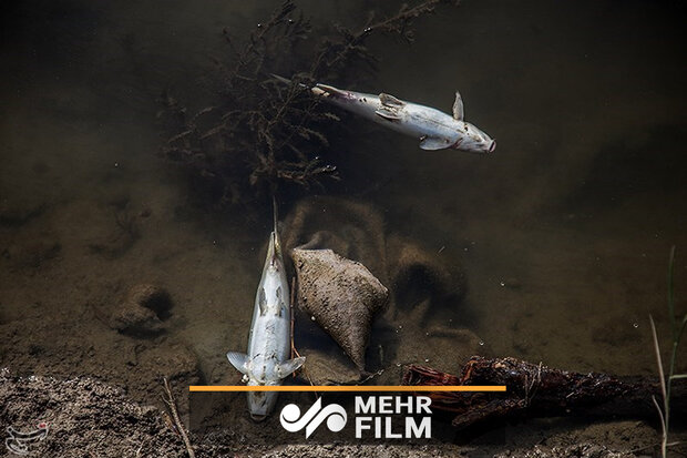 علت تلف شدن ماهیان در رودخانه قره سو چیست؟