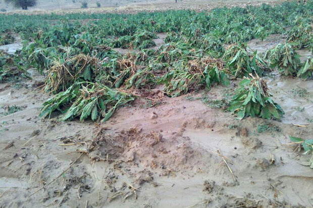 جاری شدن سیل در مزارع شهرستان فاریاب در جنوب کرمان