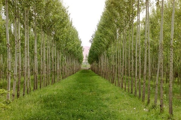 زراعت چوب منجر به ارتقای بهره وری در مازندران می شود