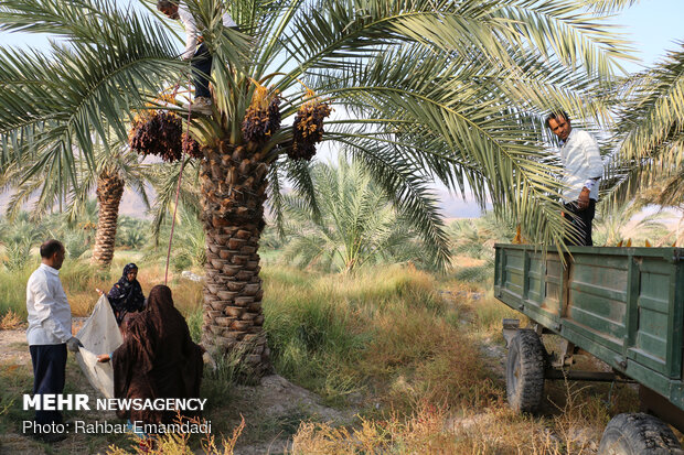 Growers harvesting Piarom dates in Hormozgan