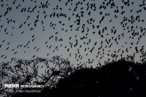 Flocks of birds in Hamedan's sky