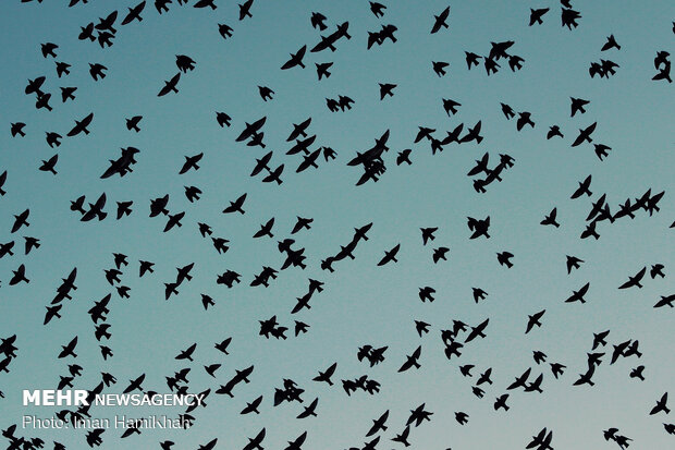Flocks of birds in Hamedan's sky